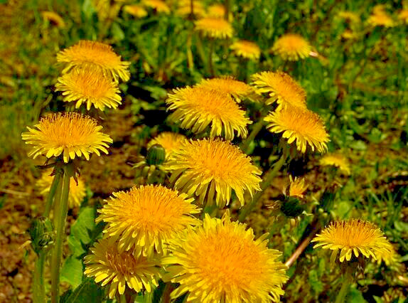 Dandelion 1000 seeds, herb, Taraxacum officinale, yellow daisy, EZ to grow.