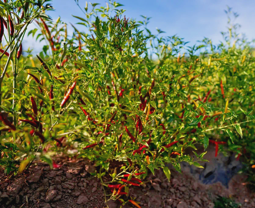 RARE✿ Heirloom Chile de Arbol Hot Pepper 15+ Seeds