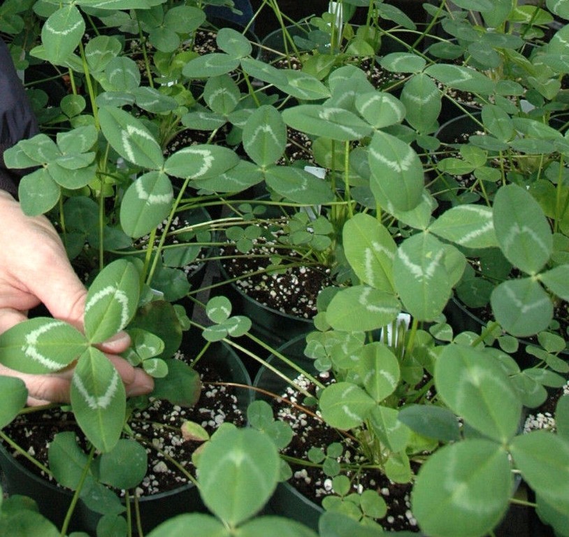 Regal Graze Ladino Clover Seed – 25 Lbs.