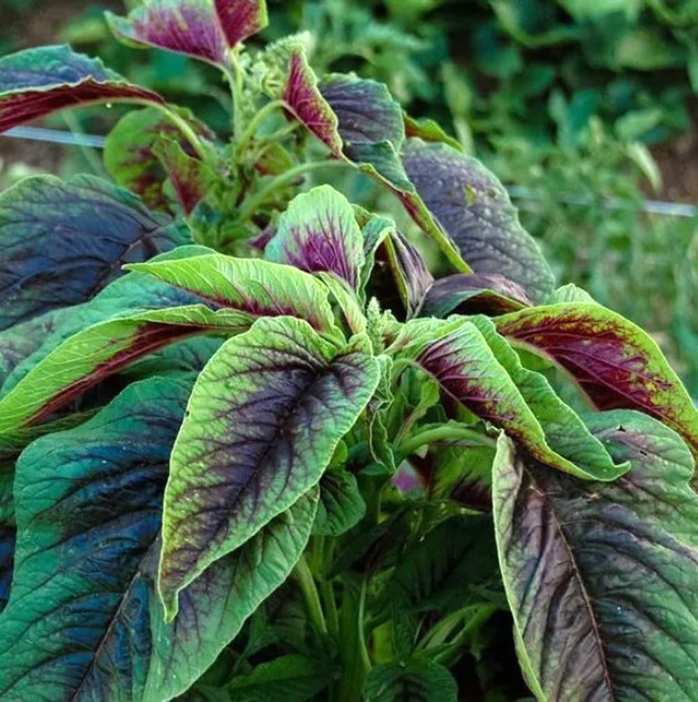 500PCS Red Green Amaranth Spinach Seeds Amaranthus Tricolor Asian Vegetable…