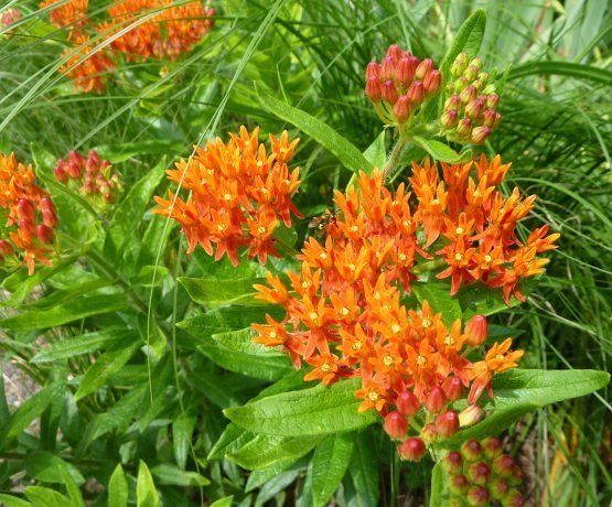 Butterfly weed 200 seeds Asclepias tuberosa native orange milkweed Monarchs