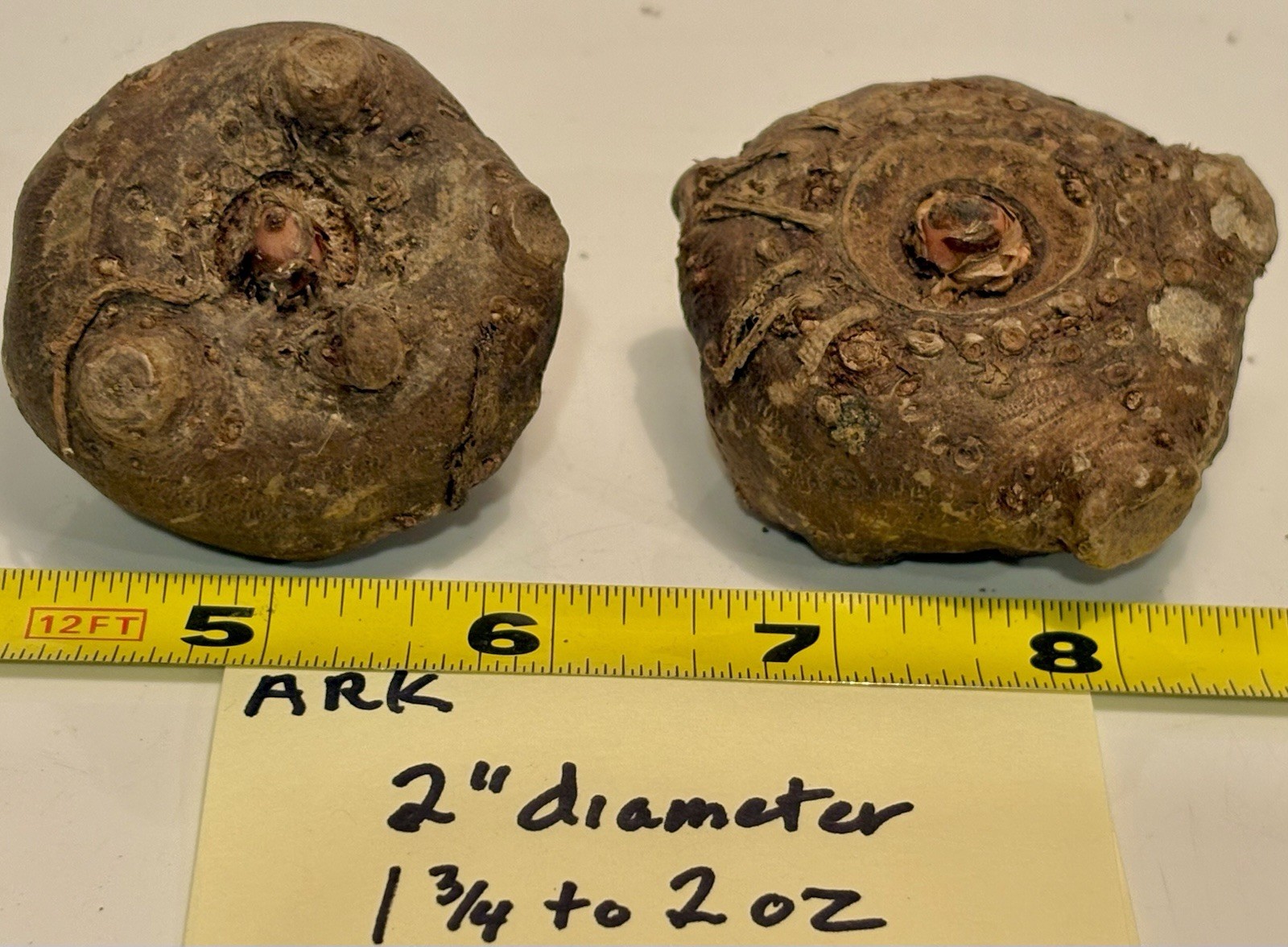 AMORPHOPHALLUS RIVIERI KONJAC Dormant Bulbs, (Voodoo Lily) Arisaema