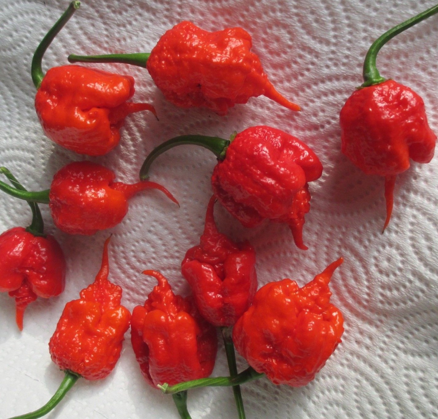 Lot of 3 (75+ DAYS OLD) CAROLINA REAPER Super Hot Pepper LIVE PLANTS