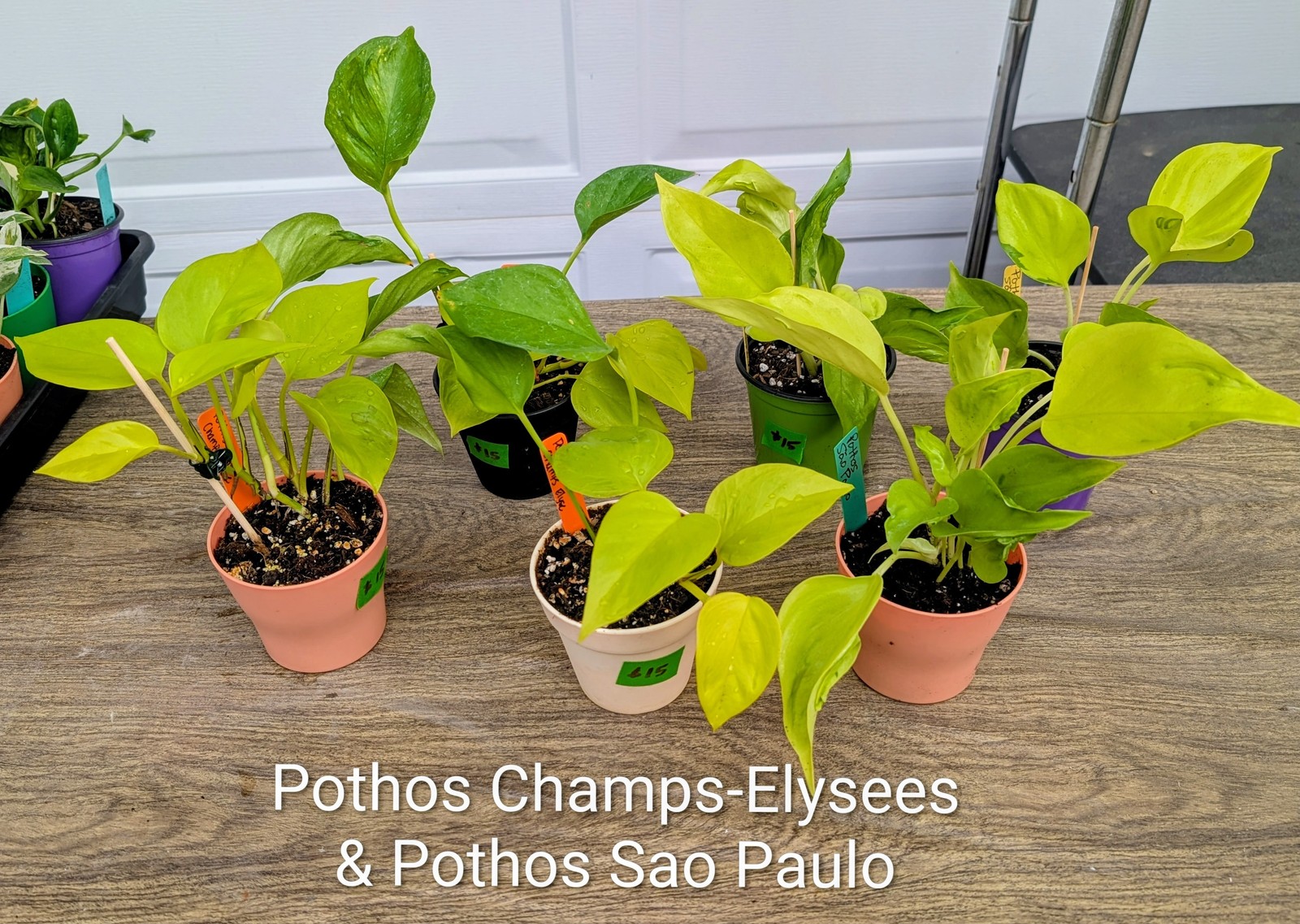 Pothos Champs-Elysees