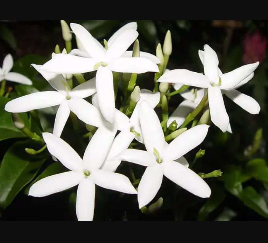 Jasmine Belle of India Live Starter Plant Jasmine Flower Plant 4-6″Tall No Pot