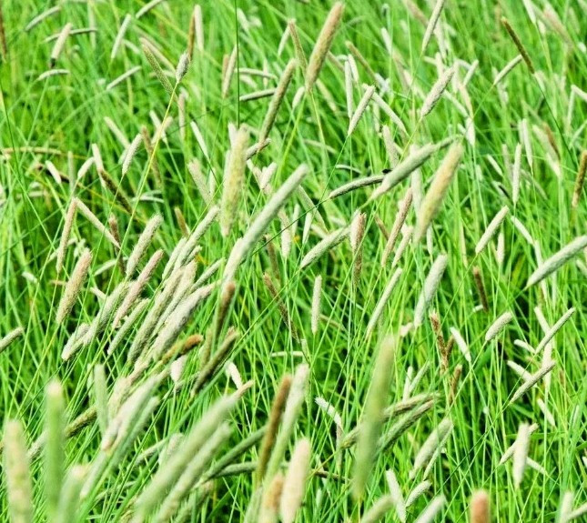 20 +Climax Timothy Grass Seeds for Planting – Cover Crop, Hay Grass, Deer
