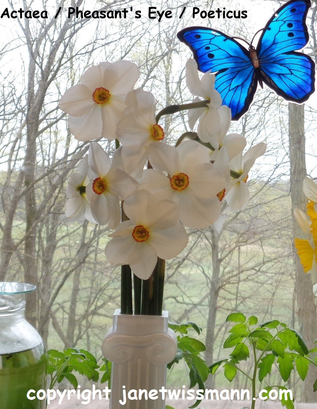 32 DAFFODIL BULBS 2 KINDS Narcissus Jonquil white petals FromMyGarden **PlsREAD*