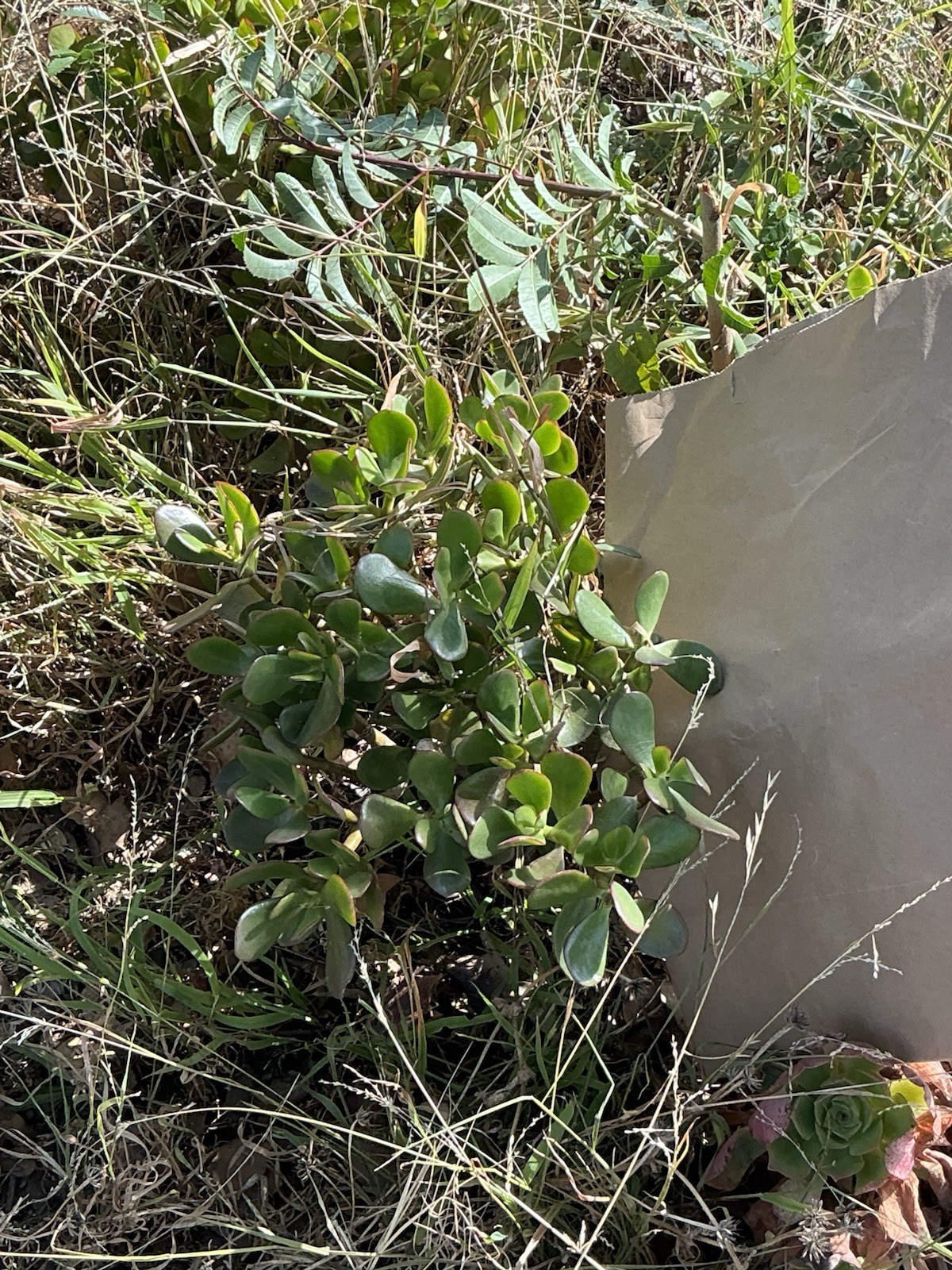 healthy jade plant with roots, Around 16” To 17” tall, rooted