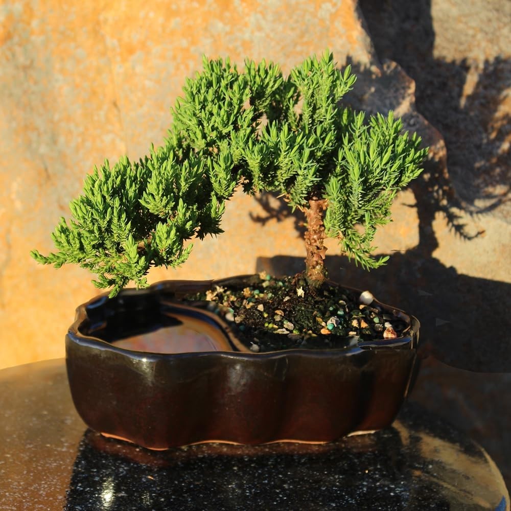 Medium Green Mound Juniper Bonsai Tree in Zen Pot – 6-8″ Live Outdoor Plant, 3 Y