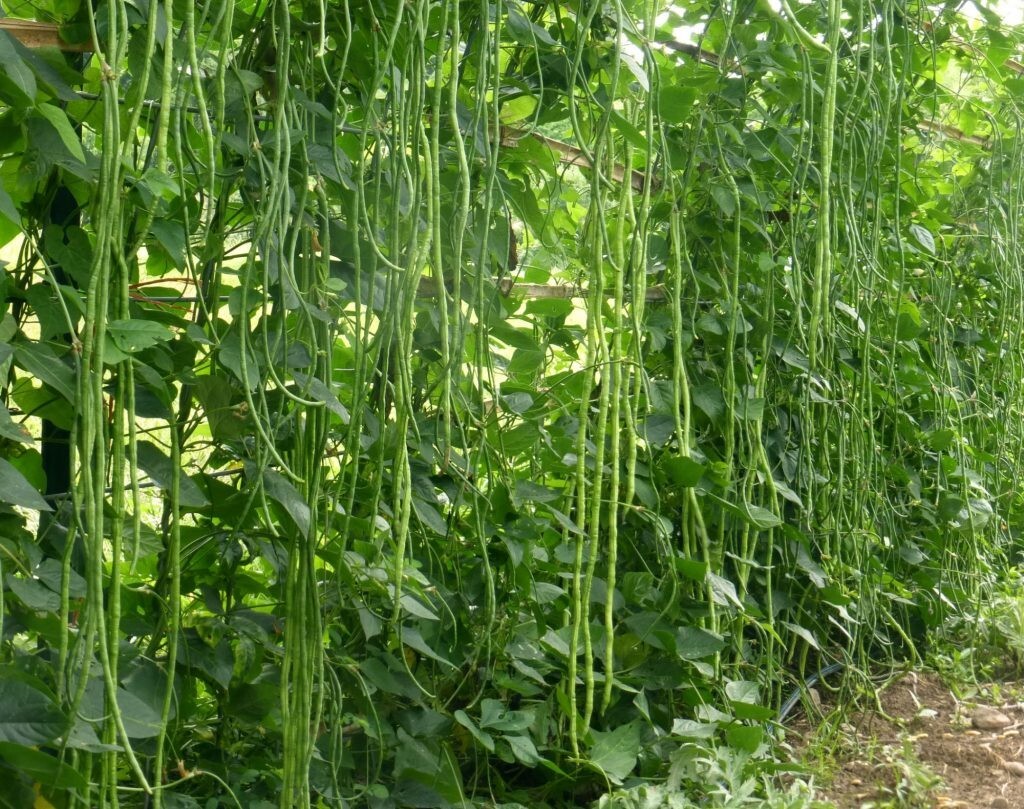 120+ Yard Long Bean Seeds – Asian Chinese Long Bean – Heirloom – NON GMO – FRESH