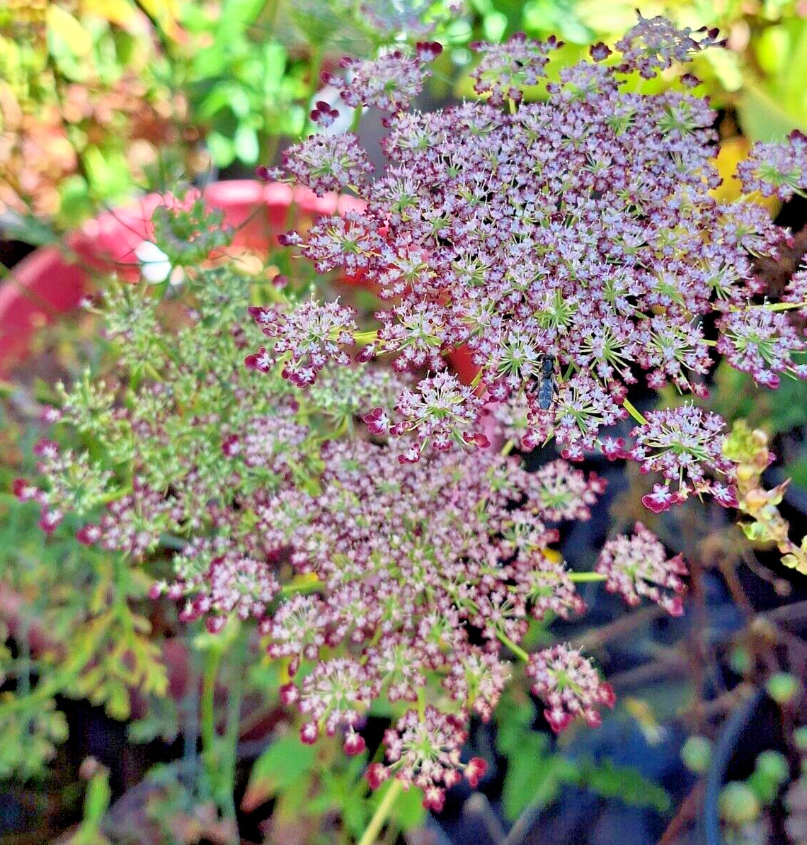 PURPLE AND PINK QUEEN ANNS LACE 100 SEEDS, DAUCUS CAROTA PURPURA
