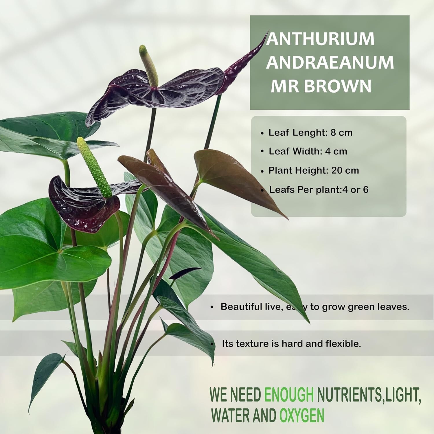 Anthurium Andraeanum Mr Brown Live Plant (Pack of 2)