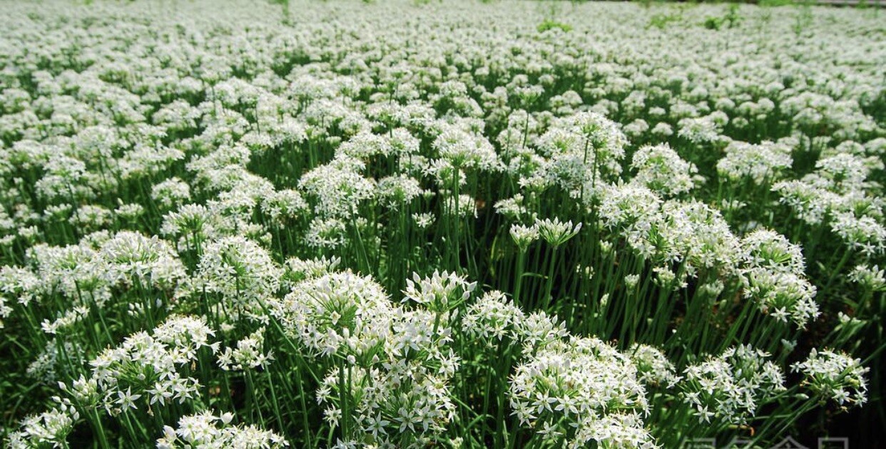 100 Rooted Chinese Chives Plants (Organic Garlic Chives, Over 3 Years Old)韭菜