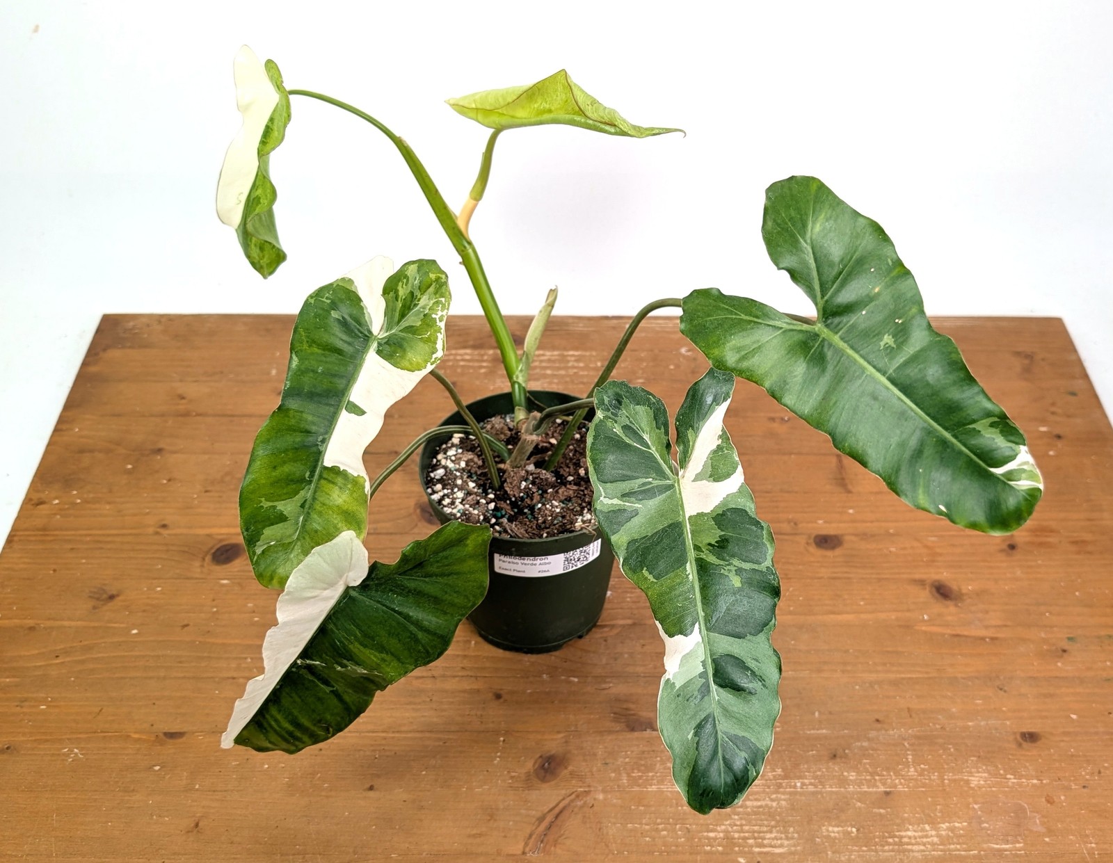 Philodendron Paraiso Verde Albo Mutation – Exact Plant #26A – 6″ Pot