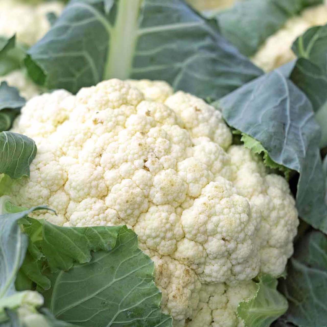250 CAULIFLOWER SNOWBALL Y IMPROVED SEEDS FRESH HARVEST FOR 2024 GARDENS