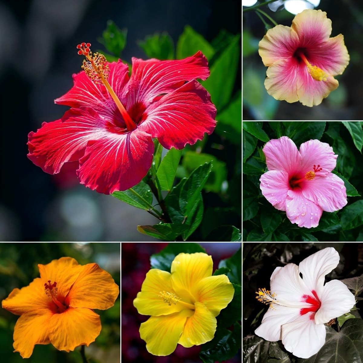 199+ Mixed Perennial Hibiscus Flower Seeds for Planting – Fresh Hardy Hibiscus E