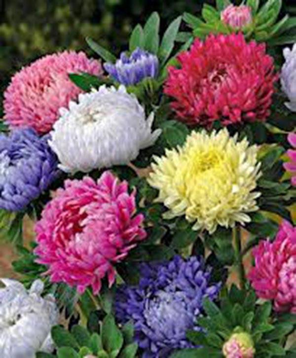 ASTER, GIANTS OF CALIFORNIA 100 SEEDS BEAUTIFUL VIVID BRIGHT BLOOMS