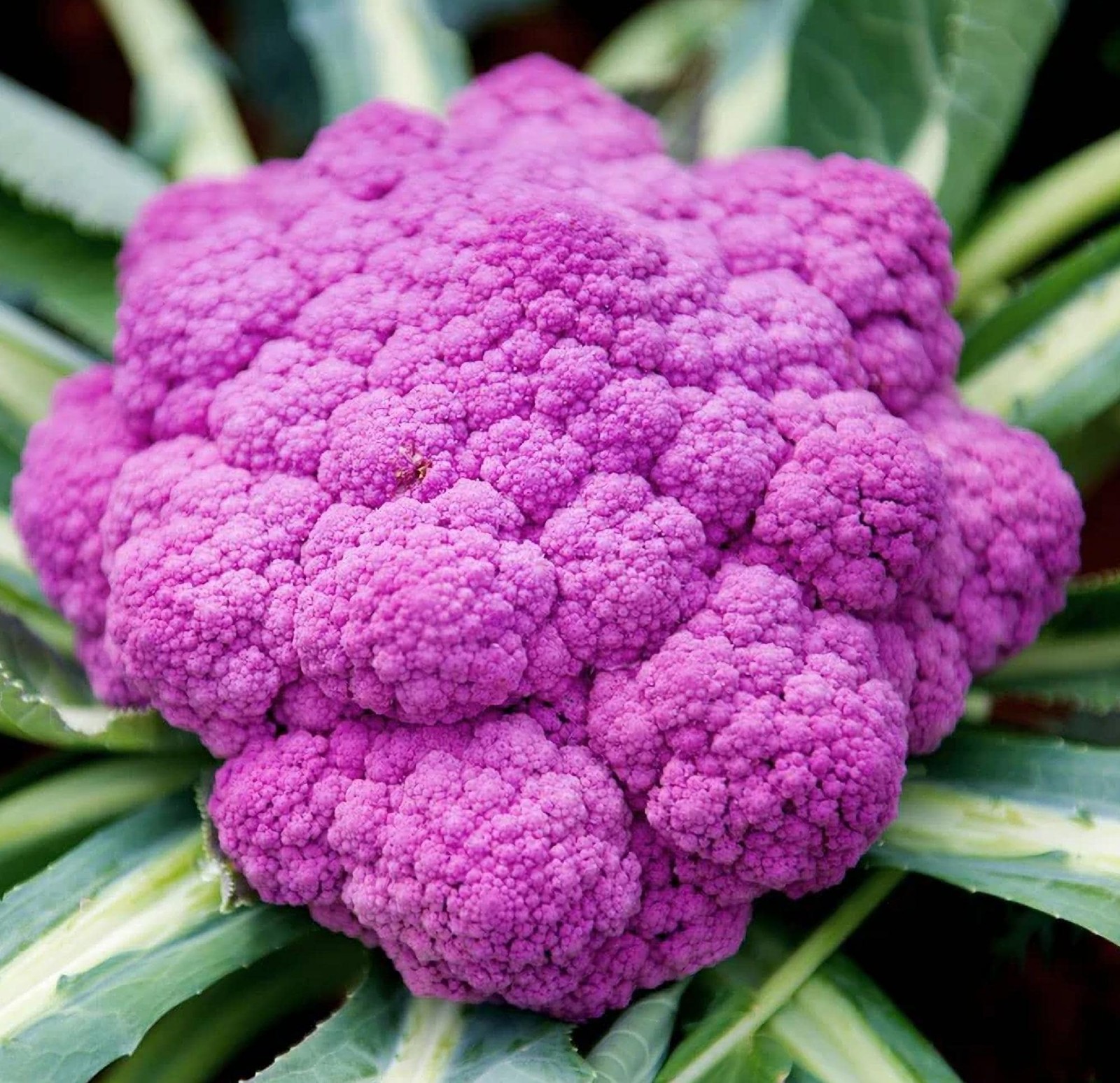 Purple of Sicily, Cauliflower