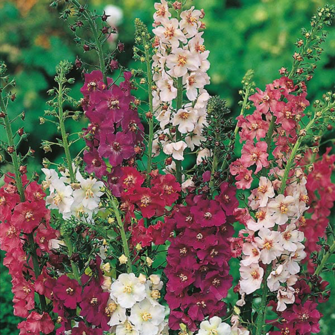 Verbascum Mullien 100 seeds