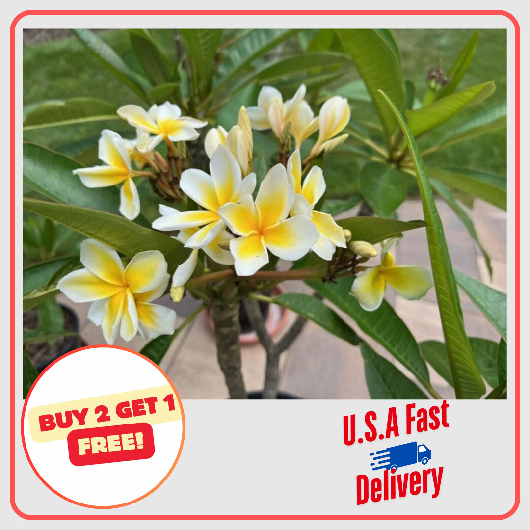 Yellow Plumeria Frangipani Live Branch Cutting Starter 8-12″ Tropical Rare Plant