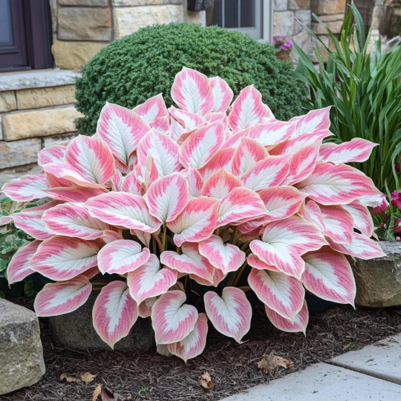 200+ Hosta Seeds Heart-shaped Hosta Bare Roots – Rich Foliage, Low Maintenance,