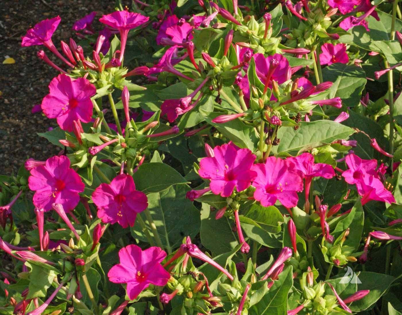 Four O’Clock Seeds Rose, Mirabilis Jalapa 50 Seeds Free Shipping!