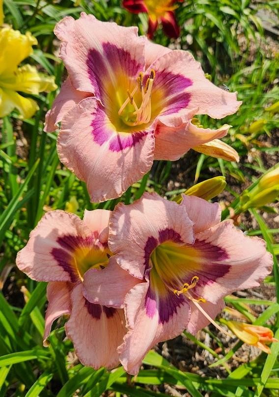 Daylily ~ Rainbow Jewel ~ Purple Daylilies ~SF LIVE PLANT