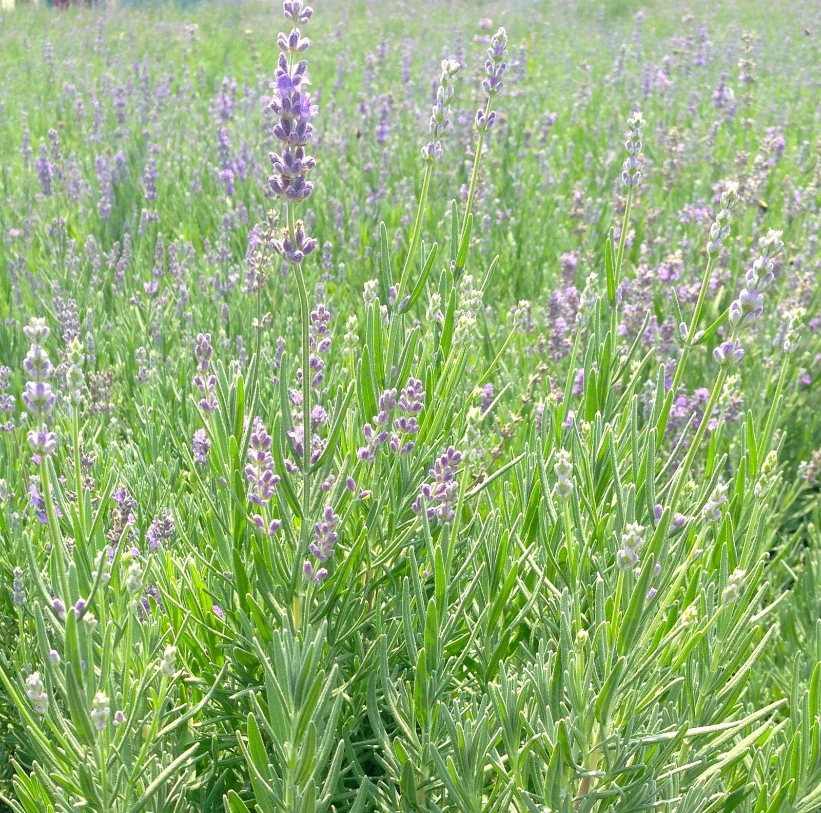 Green Promise Farms Lavandula Ang. Munstead Strain Lavender Perennial Lavender