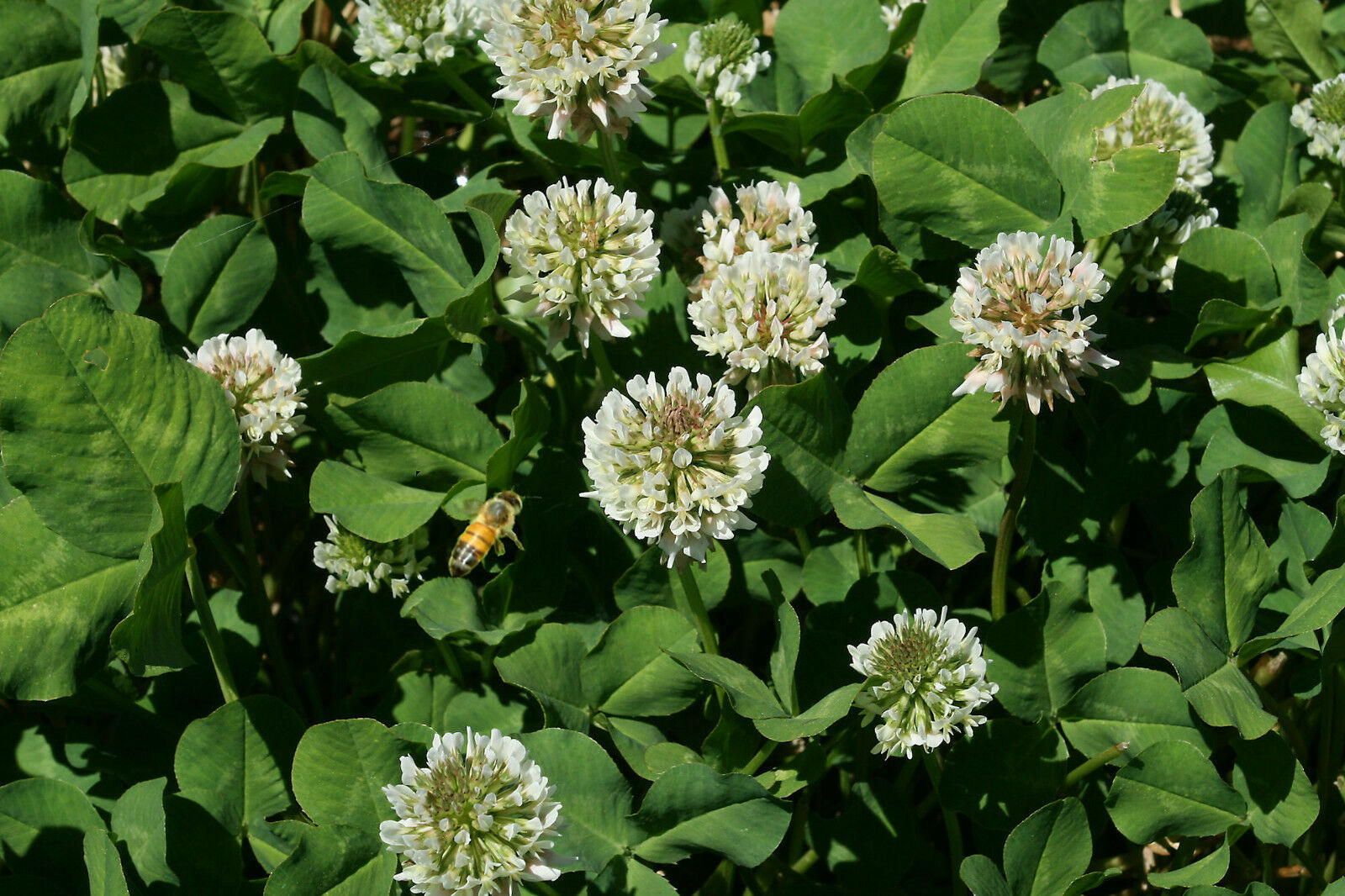 20 grams White Ladino Clover seed. Stabilize Nitrogen, Feed Bees! Pasture Forage