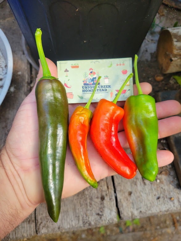 Numex 6-4 Heritage Hatch 25 Pepper Seeds 1,500+ Scoville SHU Mild Chili