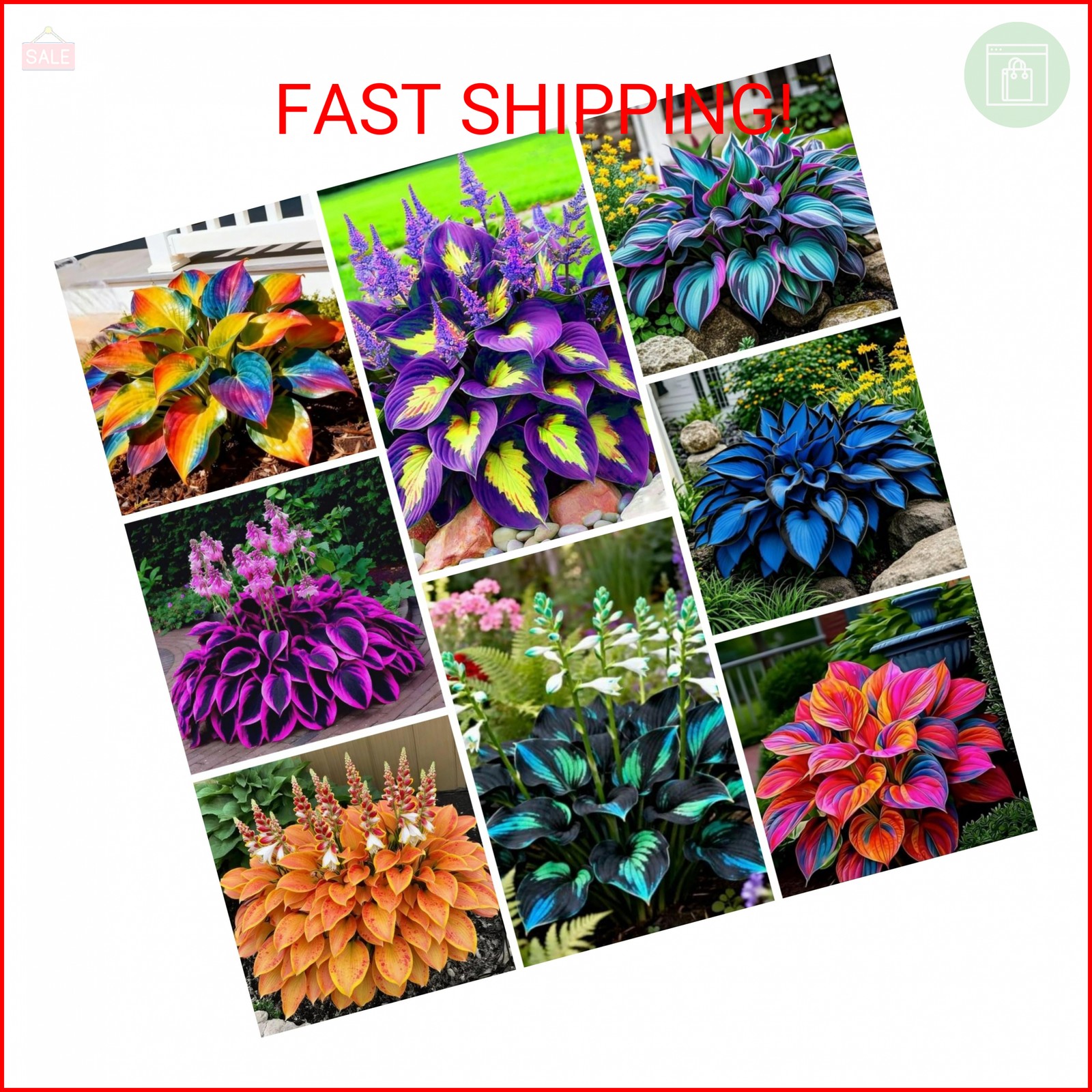 280+ Hosta Seeds for Planting Perennial Heart-Shaped Hosta Bare Roots – Rich Fol