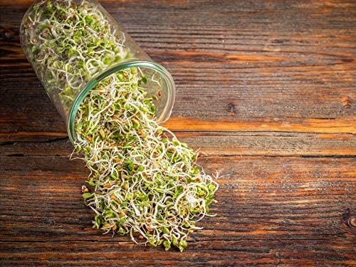 Food To Live Radish Seeds For Sprouting 10 Pounds – Edible Seeds Pure Vegan