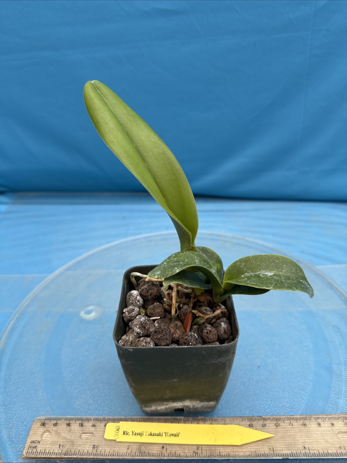Cattleya Rlc Yasuji Takasaki Orange Red ‘Hawaii’ Fragrant Orchid Hybrid 4” Pot