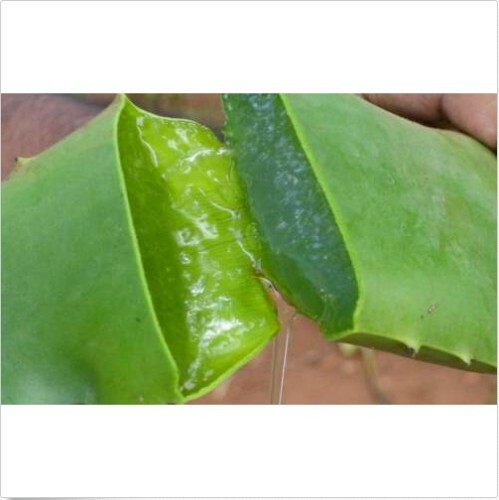 1 lb Fresh Cut Organic ALOE Leaves, Medicinal Uses, All Natural…SHIPS FREE!!!