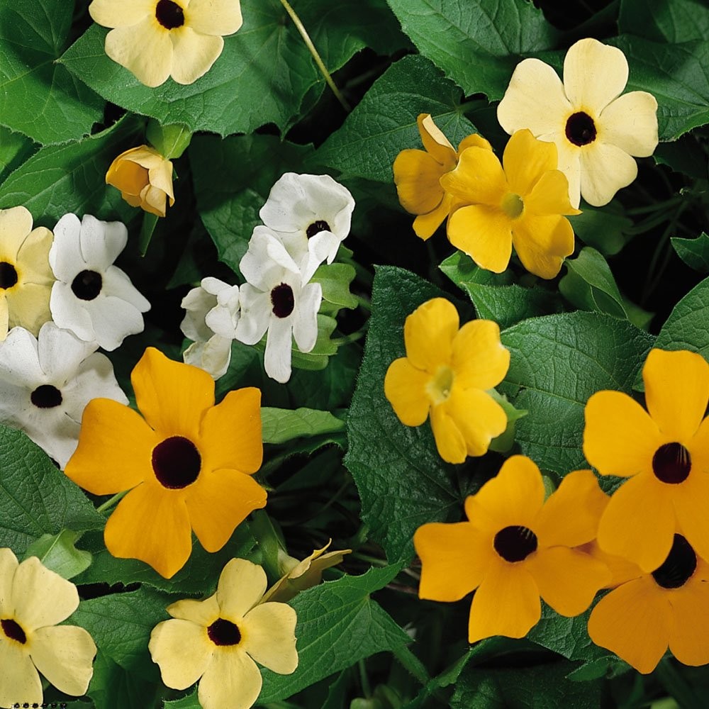 Sunrise Mix Thunbergia Black Eyed Susan Seeds – 100 Pcs Annual, Climbing Vine…