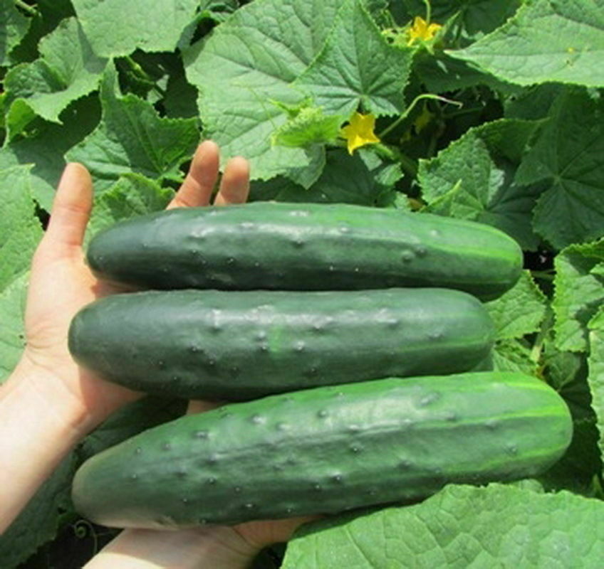 200 Marketmore 76 Cucumber Seeds Heirloom