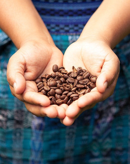 Guatamalan Coffee Bean Seeds (25) / DELICIOUS / Rare