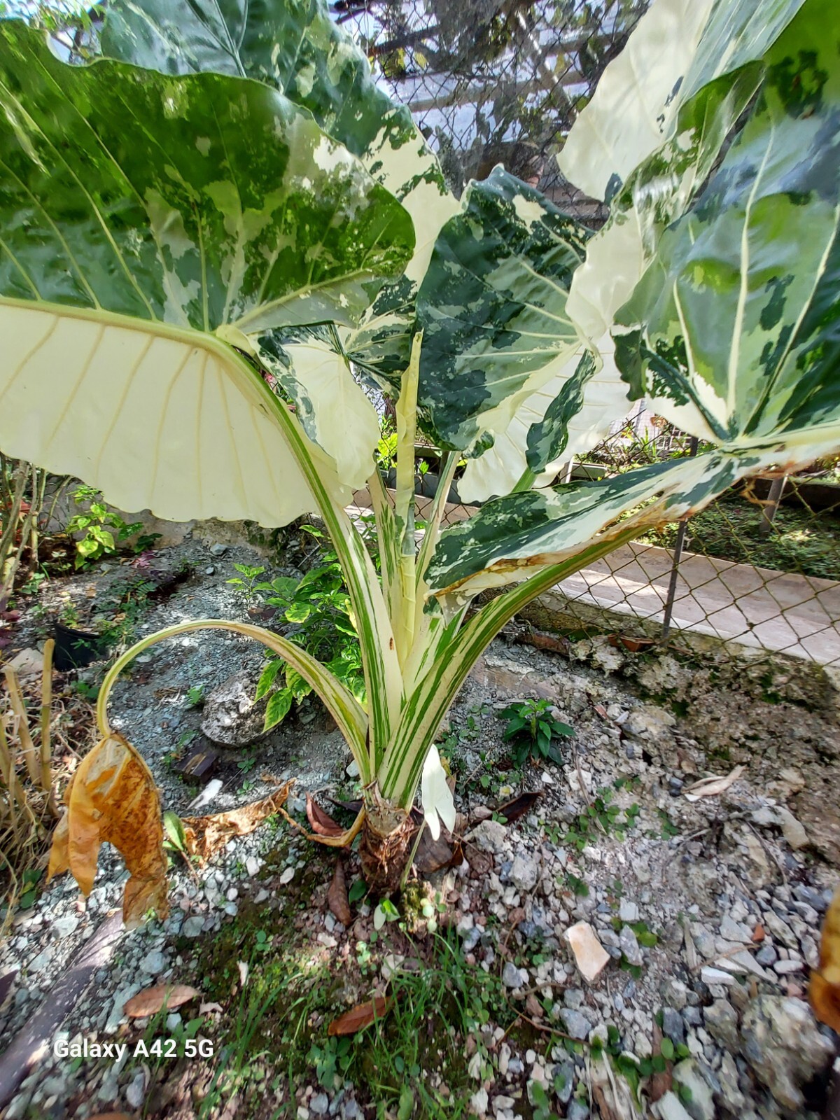 1 baby 3″ Alocasia Variegated White Green Starter Plant Elephant Ear (No HI, CA)
