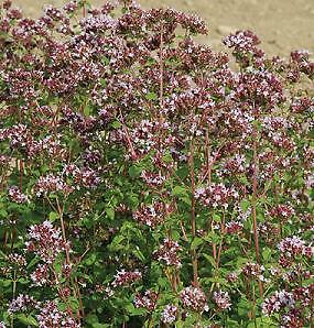 Marjoram Wild Origanum vulgare 2,000 seeds