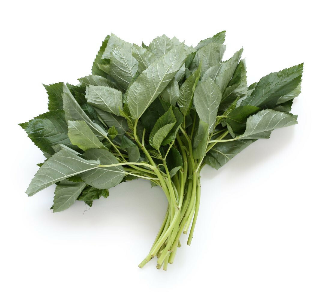 1000+ Molokhia – Egyptian Spinach Seeds,Rau Day,Saluyot Heirloom, Non-GMO