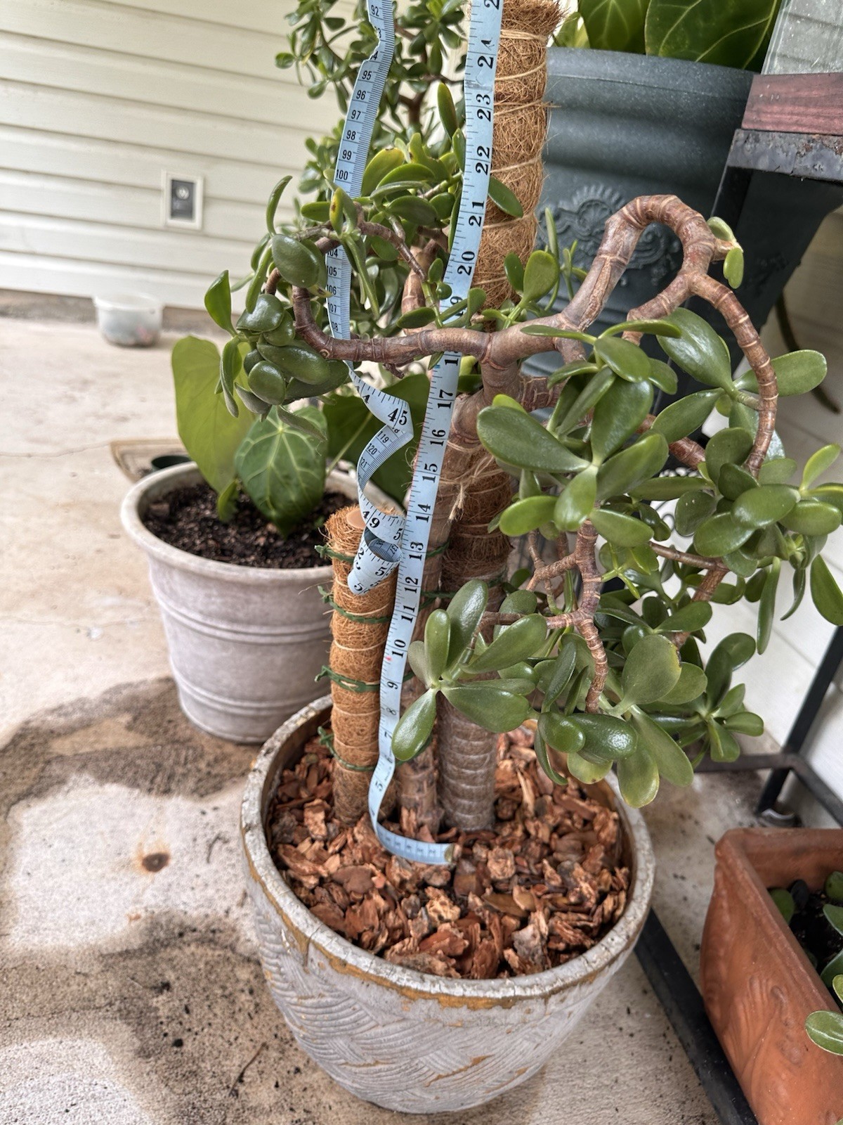 25+ yr old jade plant/money plant/Crassula ovata Trunk 4” thick, 2’+ tall