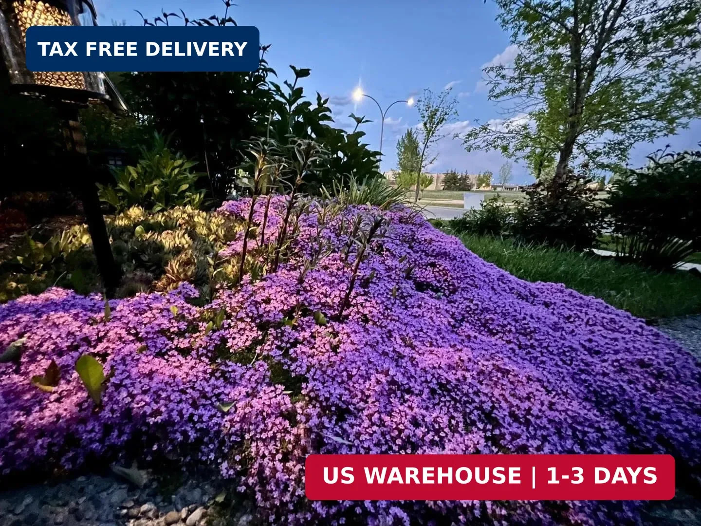 20,000+ Creeping Thyme Seeds Ground Cover, Non-GMO Perennial Flower Seeds, Hardy