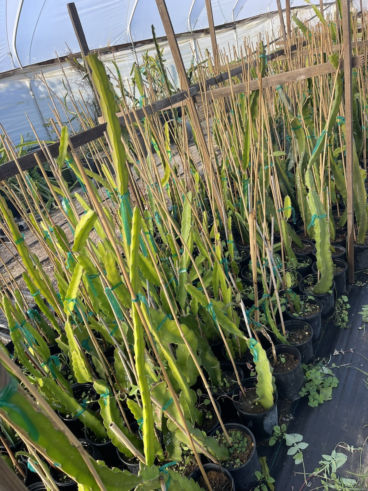 Mature cuttings of “BLACK AFRICANIS” 14-18 inch long!