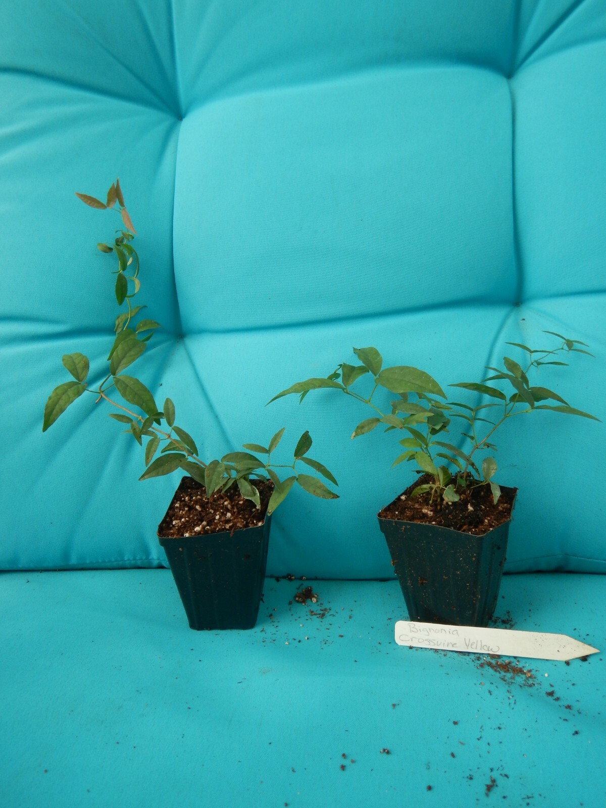 BIGNONIA “TANGERINE BEAUTY” CROSSVINE*Rooted Starter Plant**ATTRACTS BUTTERFLIES