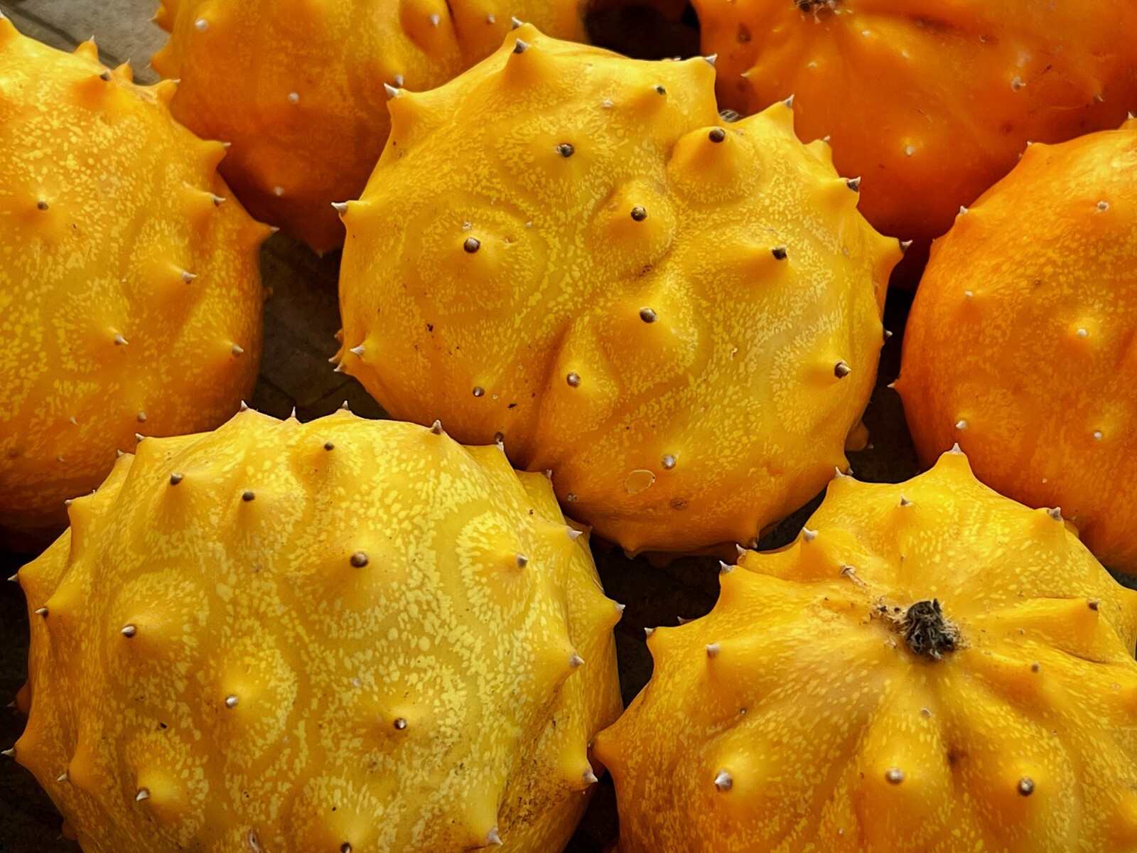 50+ Kiwano Rund Horned Melon Seeds Exotic Vine and Melon US seller Free ship