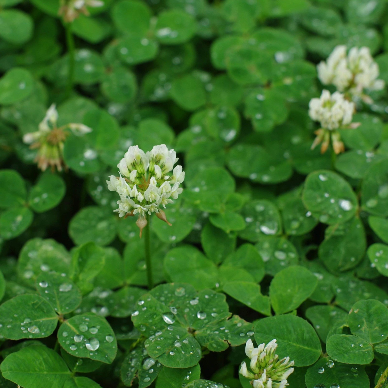 NitroCoated White Clover Seeds, Inoculated, 1 lb for Lawn and Garden