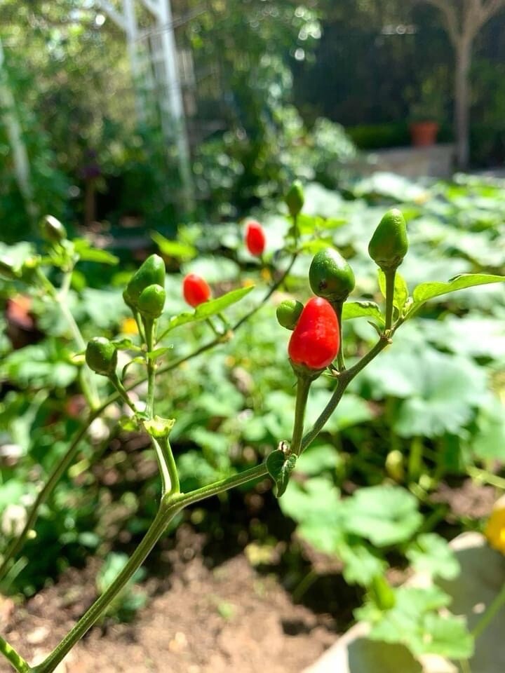 Hot Chile Pequin Chili Pepper – 25 Seeds 2024 – USA