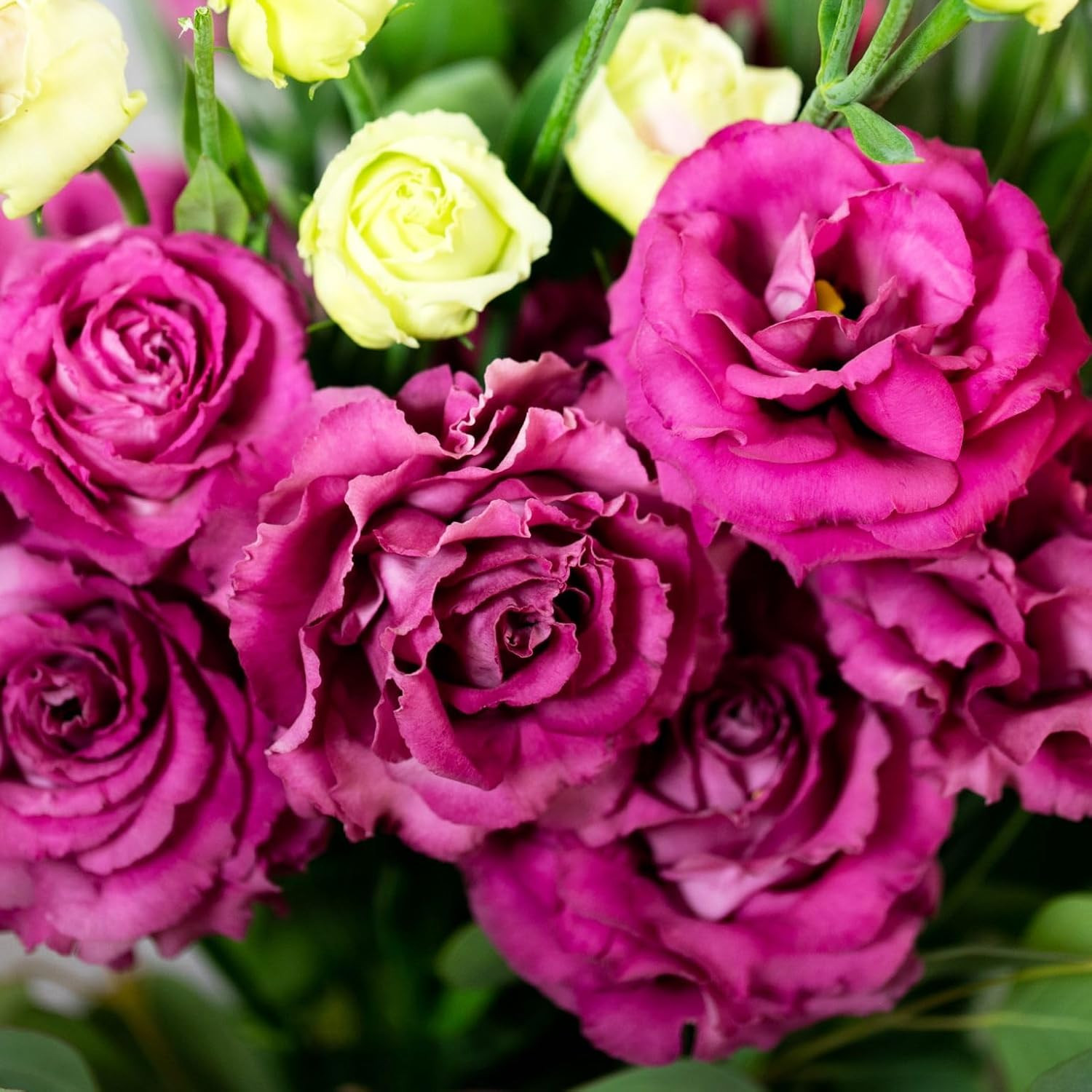 1000 Lisianthus Seeds for Planting Mixed Color Eustoma Flower Seeds Thornless