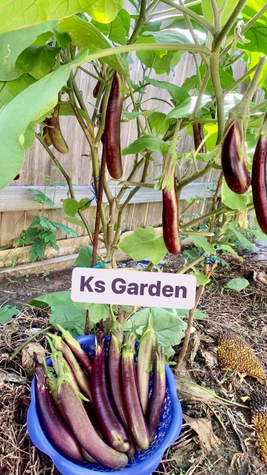 50+ PCS LONG PURPLE EGGPLANT SEEDS, HẠT CÀ TÍM DÀI, 紫茄子, 보라색 가지