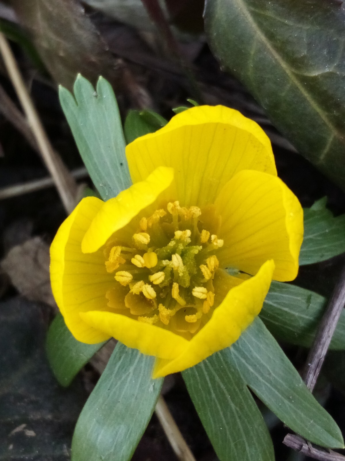 100 SEEDS WINTER ACONITE
